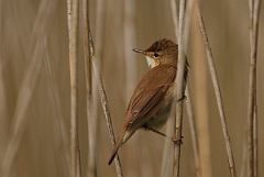David Plant Photography - Wildlife Photography - Reed warbler - A